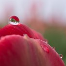 Tulips in Raindrops